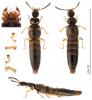 Atheta aeneicollis